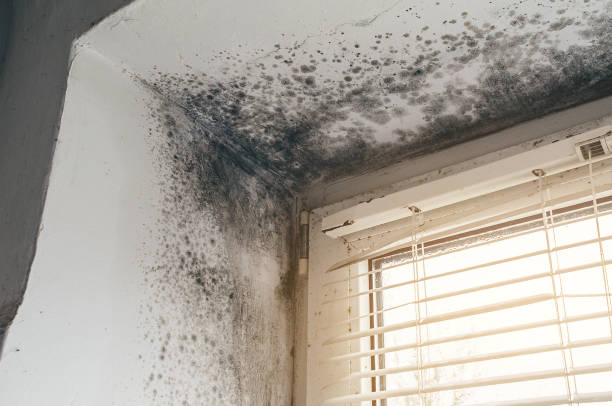 Affordable Basement Mold Removal solutions in Williamstown, PA