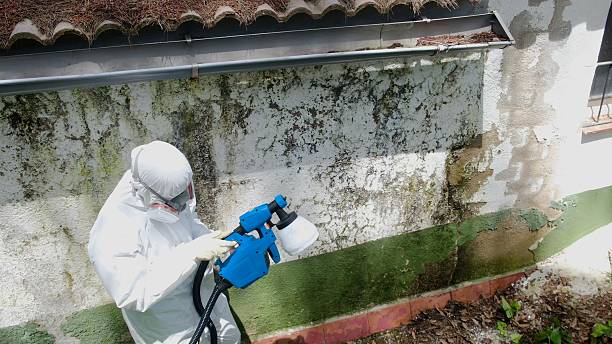 Top rated local Basement Mold Removal specialists in Williamstown, PA